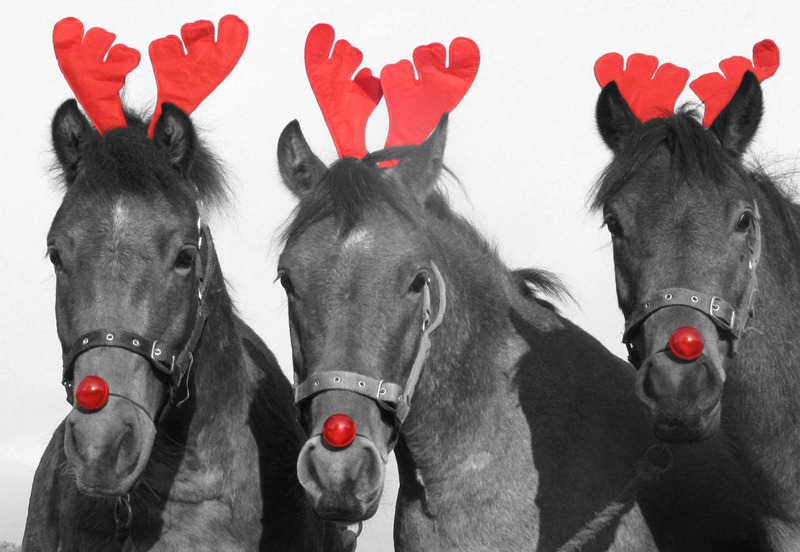 Buon Natale Horse.Buon Natale Centro Equestre Mottalciata